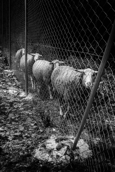 Ovejas Comiendo Granja Detalle Mascotas — Foto de Stock