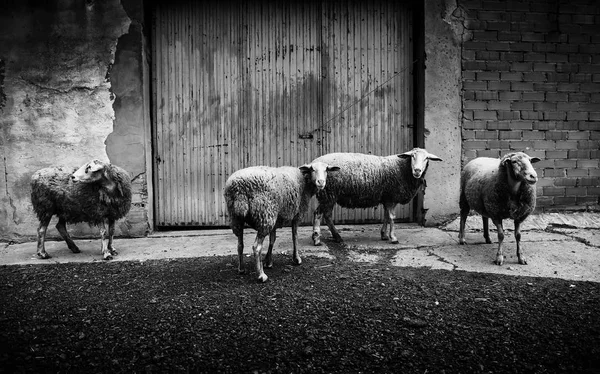Овцы Едят Ферме Домашние Животные — стоковое фото