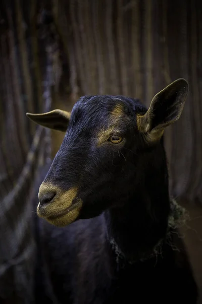 Schapen Een Boerderij Bij Dieren Detail Van Zoogdieren Dieren Huisdieren — Stockfoto