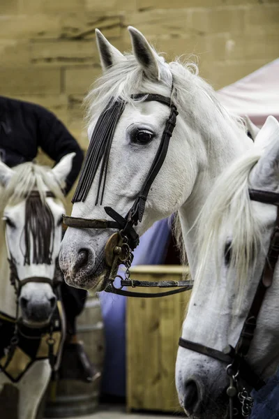 Alimentación Caballo Detalle Del Cuidado Los Animales Alimentación —  Fotos de Stock