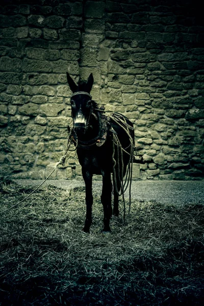 Burro Una Granja Detalle Animal Mamífero Cría Animales — Foto de Stock