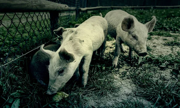 Małe Świnie Gospodarstwie Szczegóły Dotyczące Ssaków Dzika Przyroda — Zdjęcie stockowe