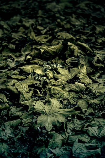 Herfstbladeren Gevallen Droog Seizoen Van Het Jaar — Stockfoto