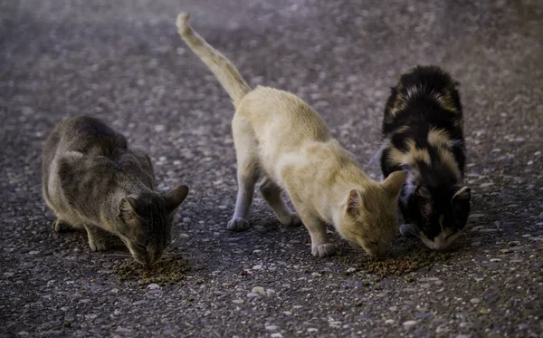 Gatos Callejeros Comiendo Detalle Animales Abandonados — Foto de Stock