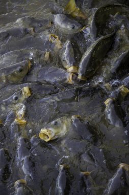 Birçok balık yeme, vahşi Nehir balığı balık