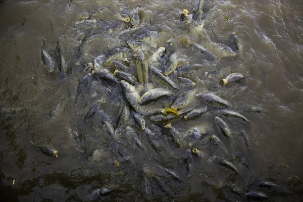 Many fish eating, wild river fish, fishing