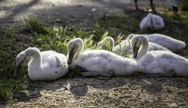 Małe Białe Łabędzie Wszystko Baby Ptaki — Zdjęcie stockowe