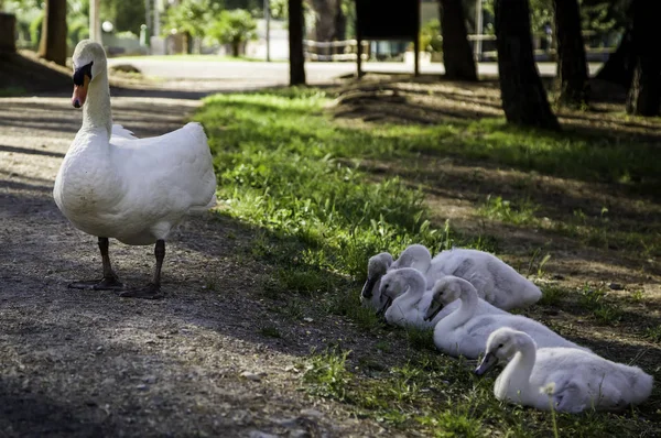 Małe Białe Łabędzie Wszystko Baby Ptaki — Zdjęcie stockowe