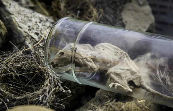 Rata Muerta Frasco Detalle Cadáver Animal Amuleto —  Fotos de Stock