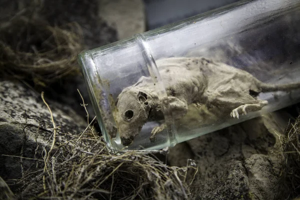 Ratto Morto Barattolo Dettaglio Cadavere Animale Amuleto — Foto Stock