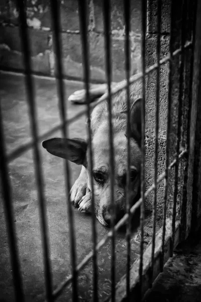 Собаки Брошены Клетке Домашние Животные Ищут Усыновление Горе Печали — стоковое фото