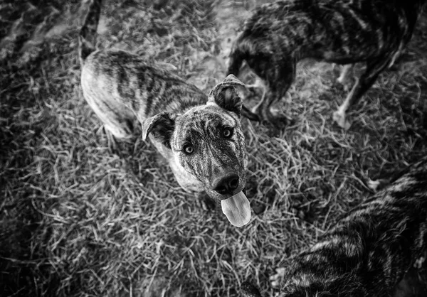 Opuštěné Psy Detail Zvířat Adopci — Stock fotografie