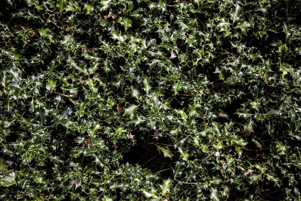 Рождественские Листья Зеленые Елки Шипами — стоковое фото