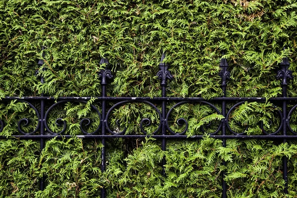 Metal Fence Hedge Detail Protection Security — Stock Photo, Image