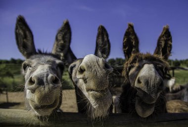 Smiling farm donkeys, detail of mammals, domestic animal clipart