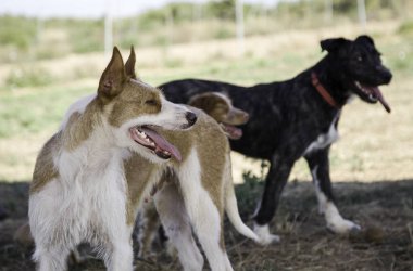 Terk edilmiş köpekler, evlatlık verilen hayvanların detayları.