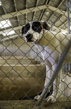 Köpekler terk ve kafesli, evde beslenen hayvan evlat edinmek, keder ve sadnes arayan detay