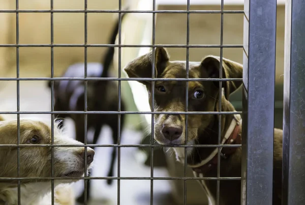 Köpekler Terk Kafesli Evde Beslenen Hayvan Evlat Edinmek Keder Sadnes — Stok fotoğraf