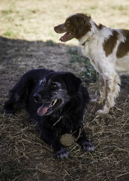 Hund Med Boll Att Spela Spelet Detalj Och Kul Sällskapsdjur — Stockfoto