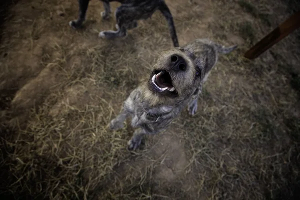 Elhagyott Kutyák Örökbefogadásra Szánt Állatok Részletei — Stock Fotó