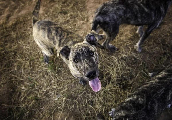 Övergivna Hundar Detalj Djur För Adoption — Stockfoto
