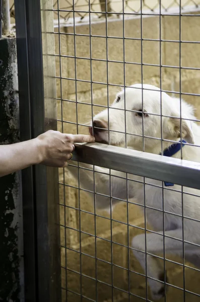 Cães Abandonados Enjaulados Detalhes Animal Estimação Buscando Adoção Tristeza Tristeza — Fotografia de Stock