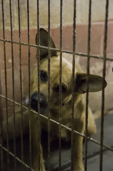 Hunde Die Ausgesetzt Und Eingesperrt Werden Haustierdetails Die Adoption Suchen — Stockfoto