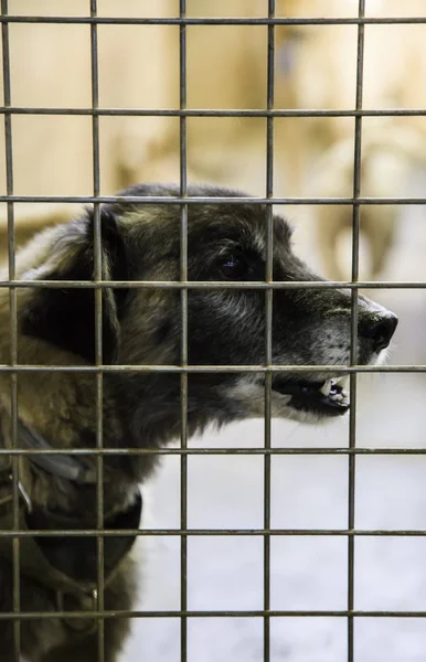 Cães Abandonados Enjaulados Detalhes Animal Estimação Buscando Adoção Tristeza Tristeza — Fotografia de Stock