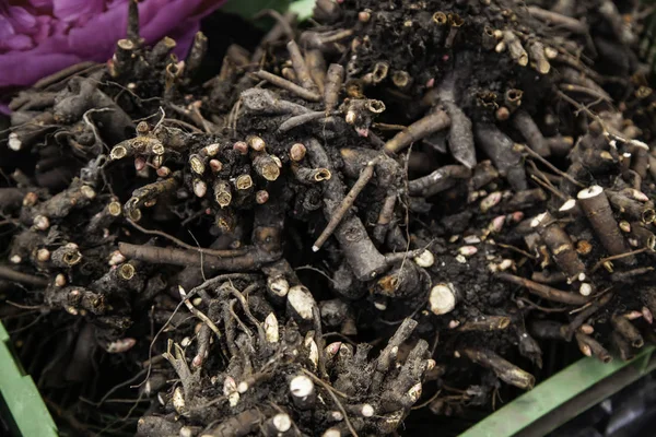 Ampoules Dans Marché Détail Des Plantes Des Graines — Photo