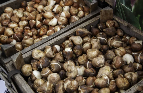 Los Bulbos Mercado Detalle Las Plantas Las Semillas —  Fotos de Stock