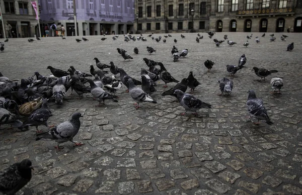 사각형 비둘기들 조류의 일정량 — 스톡 사진
