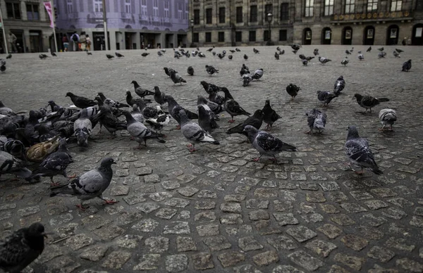 Palomas Plaza Detalle Aves Alimentandose —  Fotos de Stock