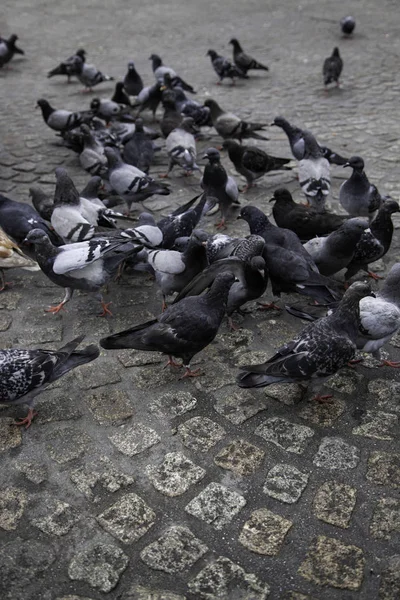 Gołębie Placu Szczegóły Dotyczące Dawek Pokarmowych Dla Ptaków — Zdjęcie stockowe