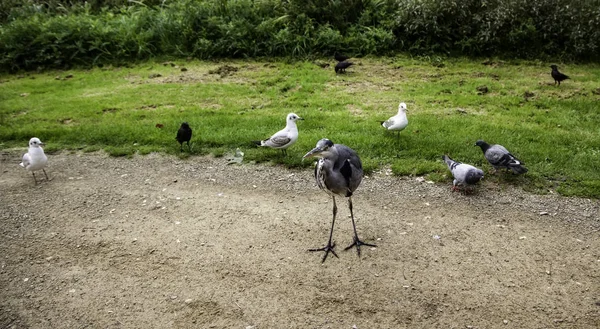 Загальна Чапля Парку Деталь Дикої Птиці — стокове фото