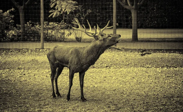 Wild Deer Farm Mammal Detail — Stock Photo, Image