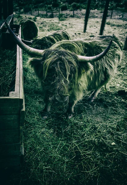 農場の牛 哺乳動物の詳細 — ストック写真