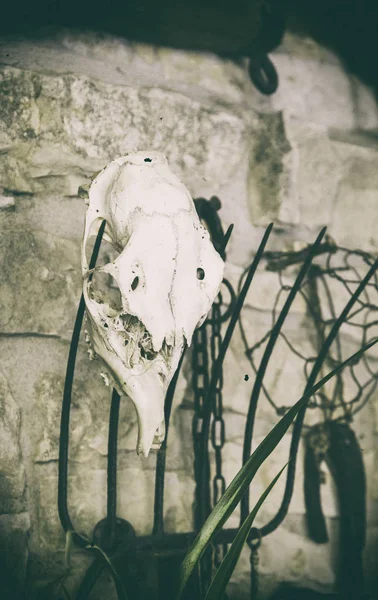 Old goat skull, detail of witchcraft and satan
