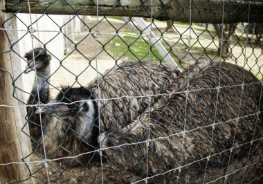 Dünyanın en büyük kuş devekuşu baş, ayrıntı