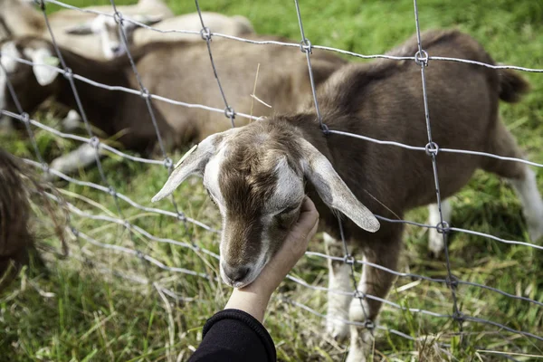 Ziegen Holland Käsefarm Detail — Stockfoto