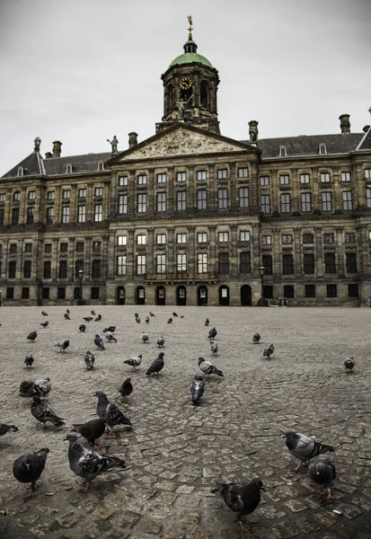Praça Amsterdã Com Pombos Detalhe Pássaros Touris — Fotografia de Stock