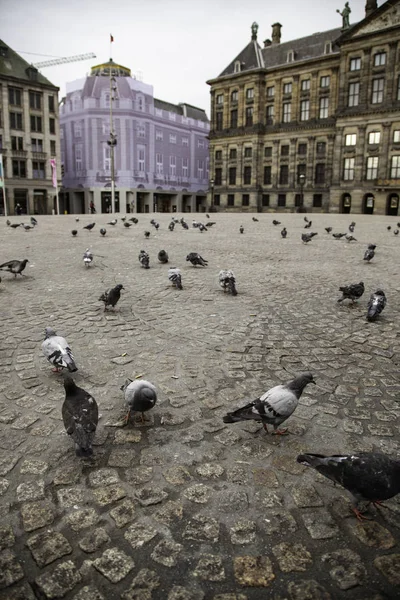 Amsterdam Plein Met Duiven Detail Van Vogels Touri — Stockfoto