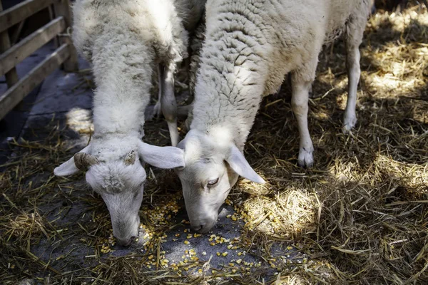 자체의 사항에 — 스톡 사진