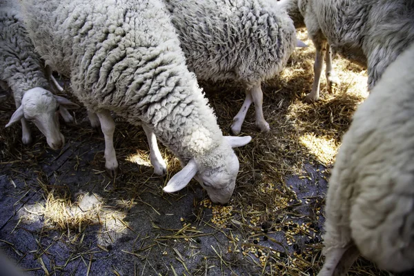 자체의 사항에 — 스톡 사진