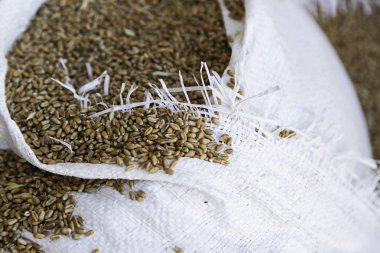 Ham buğday bir Halfa çuval kuru tahıl ayrıntı ayrıntı