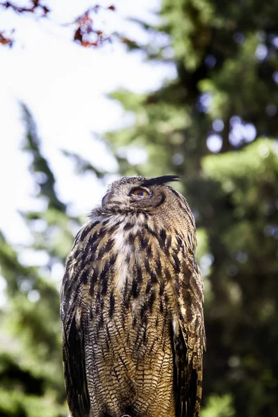 Royal Owl Display Birds Prey Power Size Detail Large Bird — Stock Photo, Image