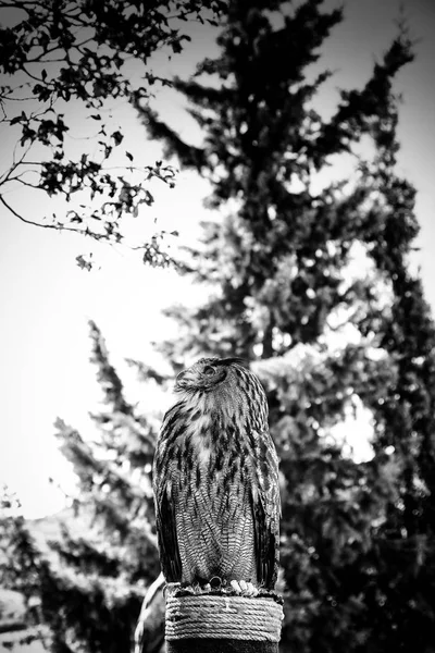 Hibou Royal Dans Une Exposition Oiseaux Proie Puissance Taille Détail — Photo