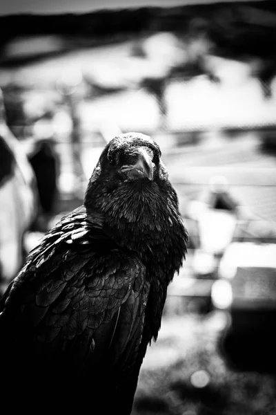 Черная Ворона Природе Суеверия Колдовство Детали Дикой Птицы — стоковое фото