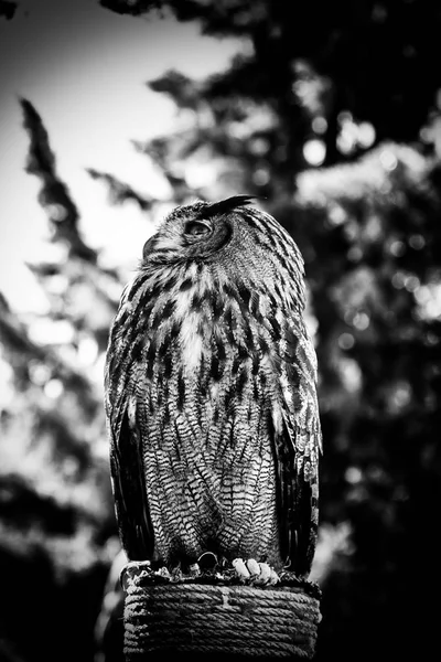 Royal Owl Display Birds Prey Power Size Detail Large Bird — Stock Photo, Image