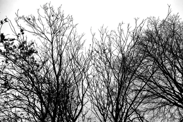 Ramos Escuros Tétricos Árvores Secas Detalhe Natureza — Fotografia de Stock