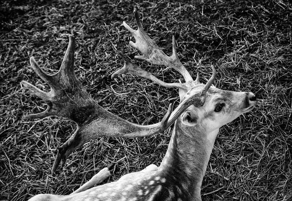 Buffle Dans Une Ferme Détail Mammifère Animal Domestique — Photo